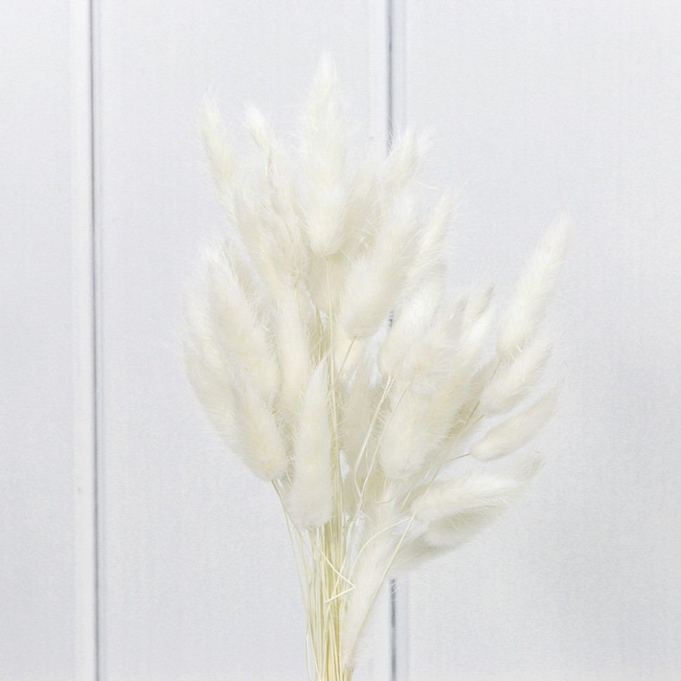 420062/11 Сухоцветы "Лагурус" 60см Белый 1/20 1/240 420062/11 Сухоцветы "Лагурус" 60см Белый 1/20 1/240